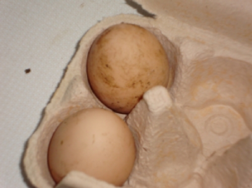 die ersten Eier